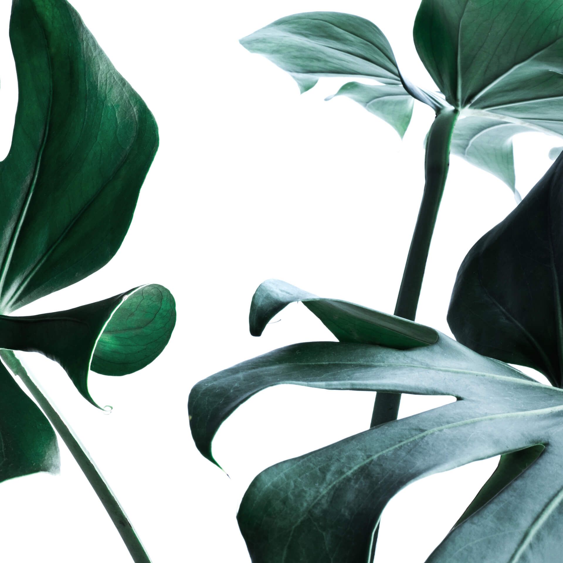 Leinwandbild Pflanze, grün, 50x50 cm DD123253