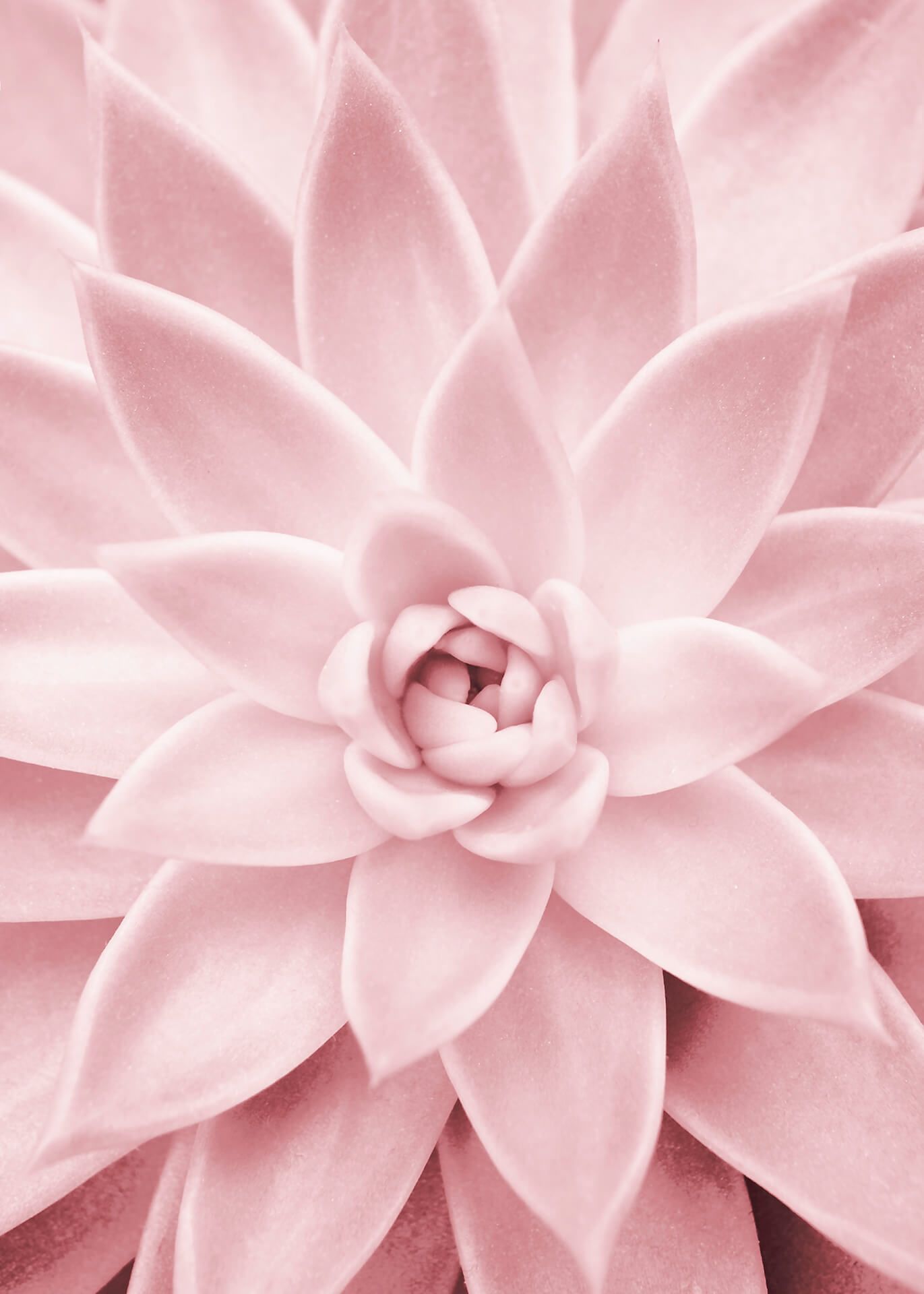Leinwandbild Blume, rosa, 50x70 cm DD123118